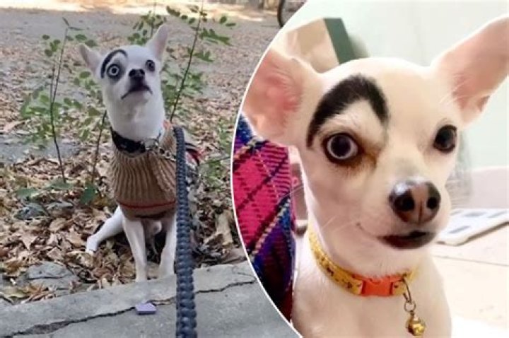 Dog’s villainous birthmark is raising some eyebrows (Video)