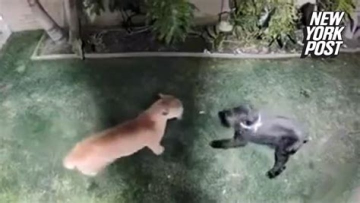 Dog survives vicious mountain lion attack (Video)