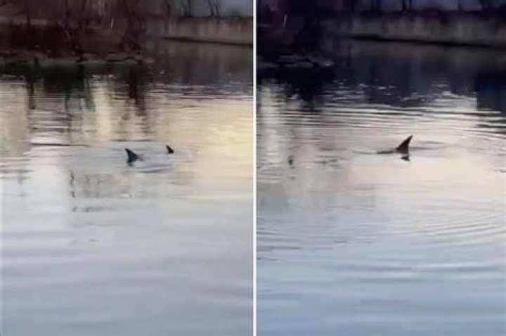 Dolphins spotted in Bronx River, a sign of cleaner waters