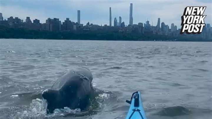 Dolphins spotted in NYC’s Hudson River (Video)