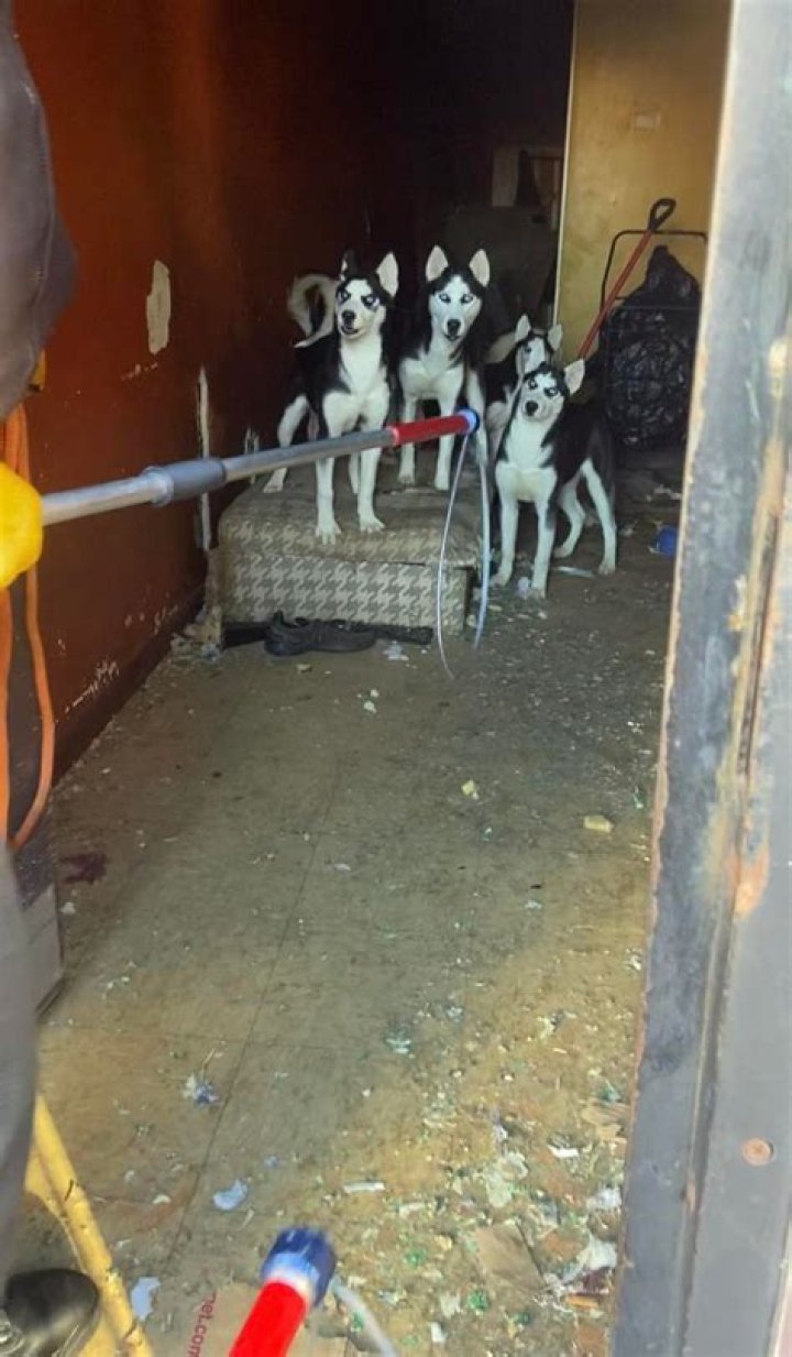 Dozens of husky puppies, mother found inside unlivable, abandoned Philadelphia home