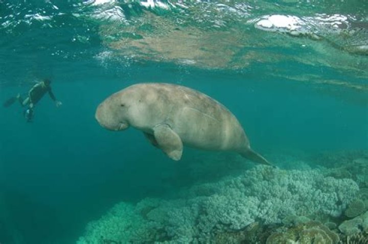 Dugongs, a sea cow found in Indian and Pacific oceans, extinct in China