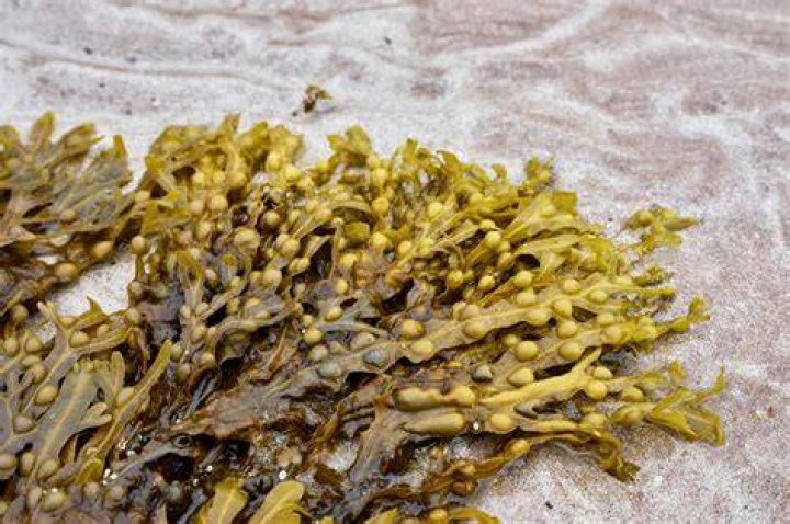 Eating brown seaweed could help prevent this serious disease: study