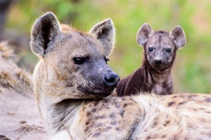 Female hyena has 8-inch clitoris, plus more animal genital trivia