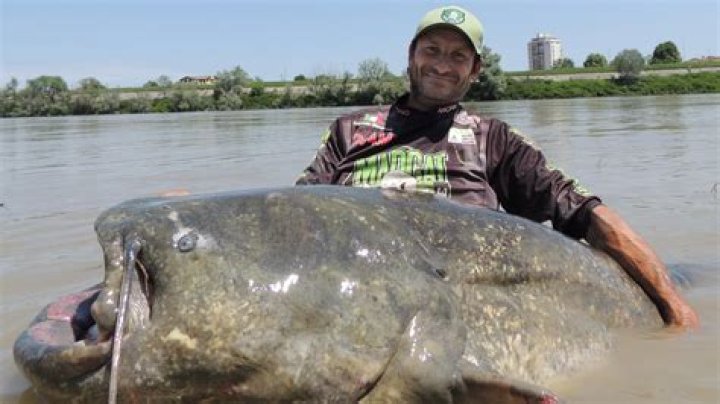 Fisherman catches 9-foot-long catfish in Italy