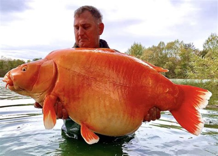 Fisherman lands 67-pound goldfish, may break world record: 'It was sheer luck'