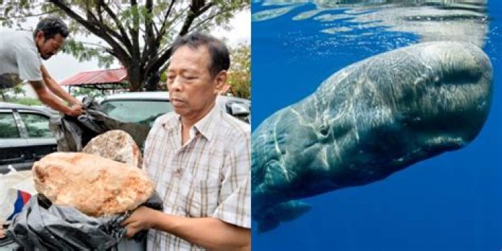Fishermen catch 280-pound chunk of whale vomit worth $1.5M