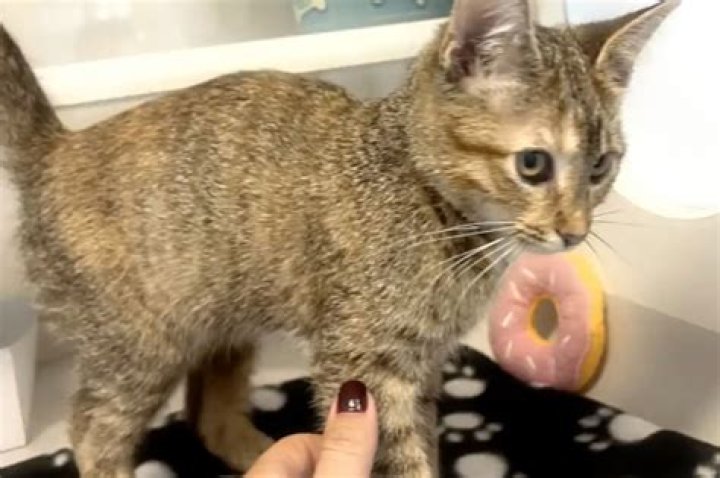 Florida beach sees sick couple torturing kitten on video
