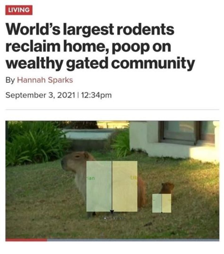 Giant rodents reclaim habitat despite wealthy human neighbors