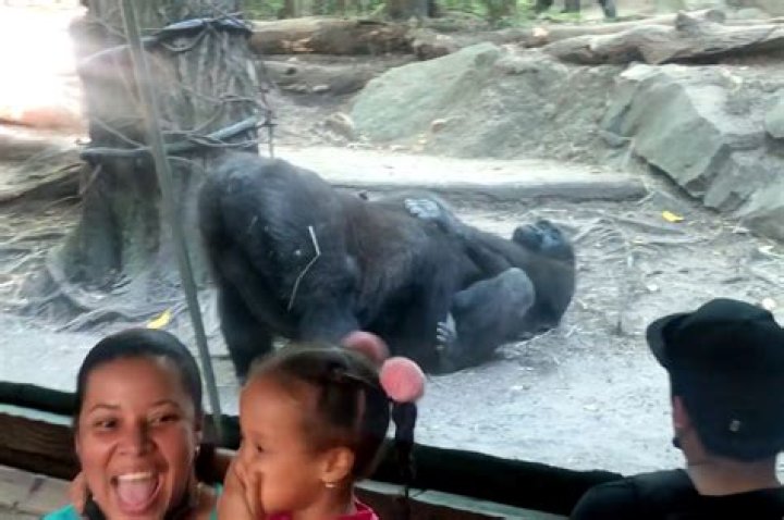 Gorillas shock onlookers with oral sex at Bronx Zoo: Video