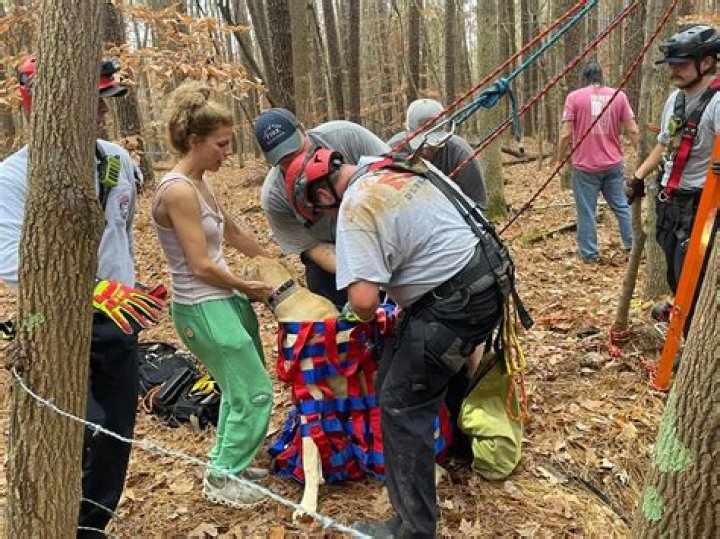 Great Dane puppy rescued after plunging 50 feet into old well in North Carolina woods