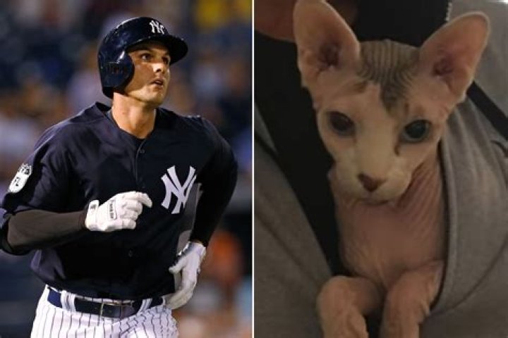 Greg Bird’s cat is a descendant of Dr. Evil’s