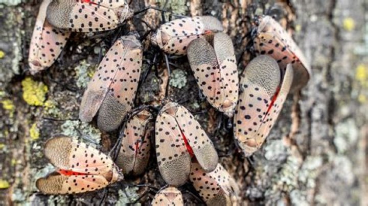 Here's why the spotted lanternfly invasion is so bad in NYC