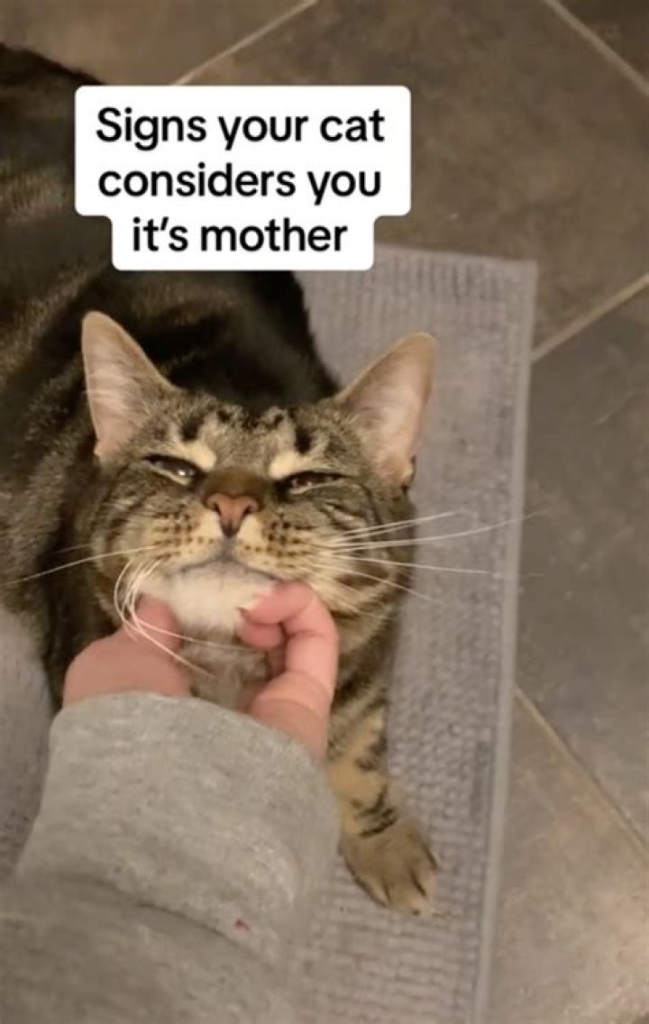 Here are the signs your cat considers you its mother: pet expert