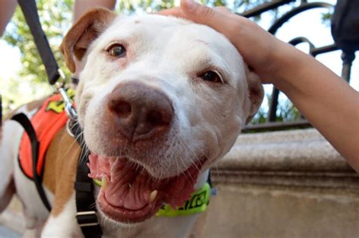 Heroic dog shot in the head searches for forever home