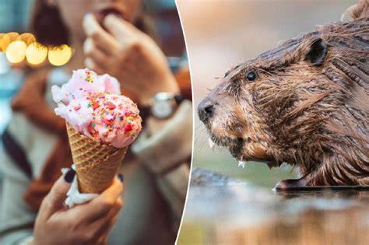 How beaver butts and fish bladders wind up in food you eat