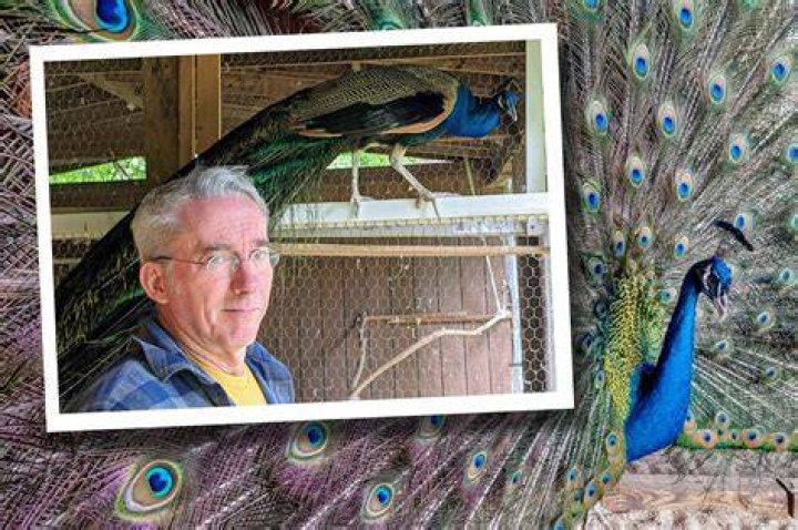 How one man learned why six peacocks are better than one
