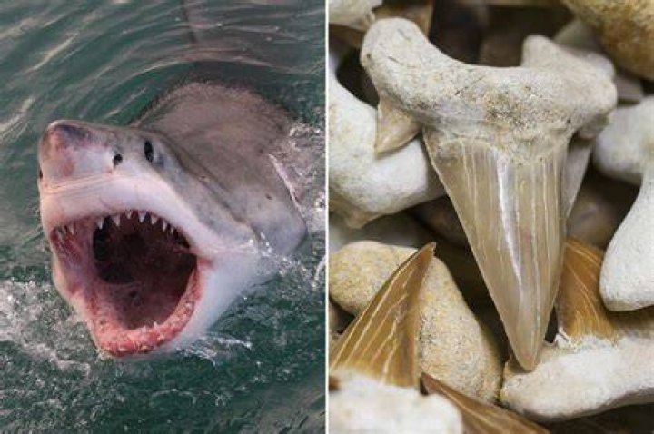 How to find shark tooth treasures and where to search