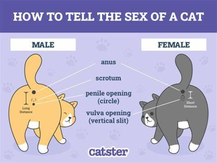 How women can tell a man's penis size without ever seeing him naked: Jana Hocking