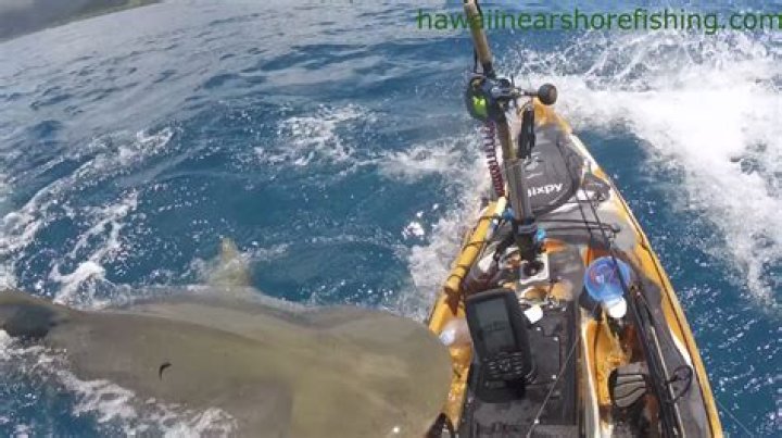 Huge tiger shark bites kayak off Hawaii coast in wild video