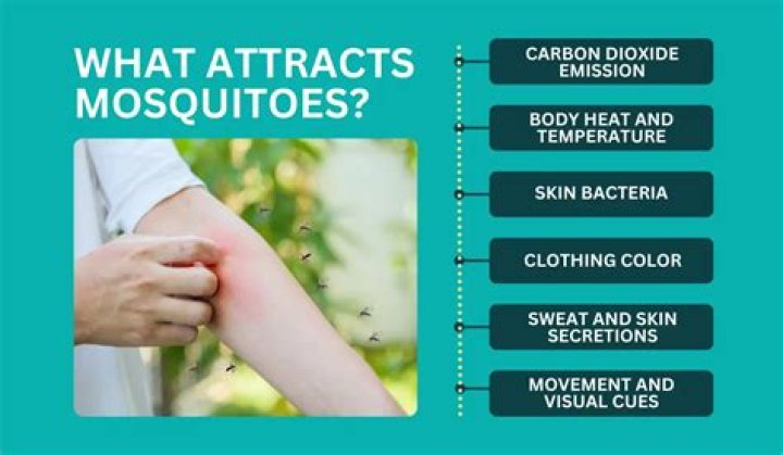 Human blood tastes like 'sweet' candy to mosquitoes: study