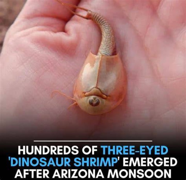 Hundreds of three-eyed 'dinosaur shrimp' surface in Arizona
