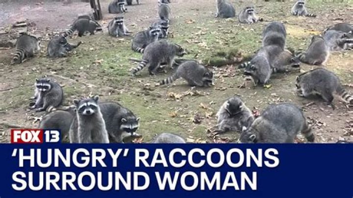 Hungry raccoons steal woman's DoorDash taco delivery