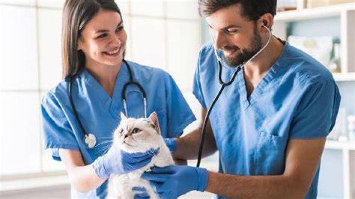 I'm a veterinarian — stop the 'toxic' trend of dyeing pet fur