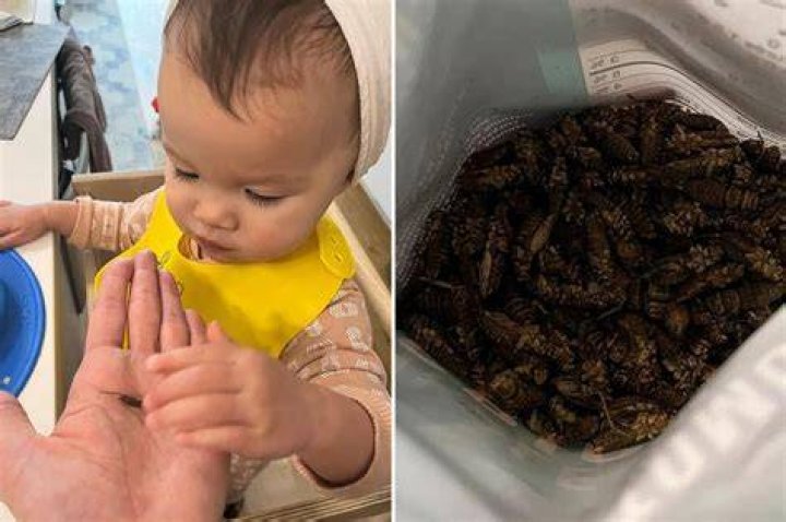 I feed my daughter crickets for protein — it saves hundreds