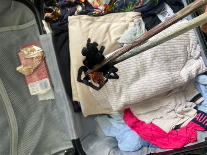 I found a huge, hairy tarantula in my jeans after vacation