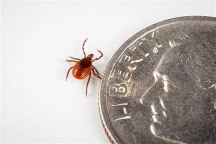 I found an engorged tick on my scrotum amid Lyme surge