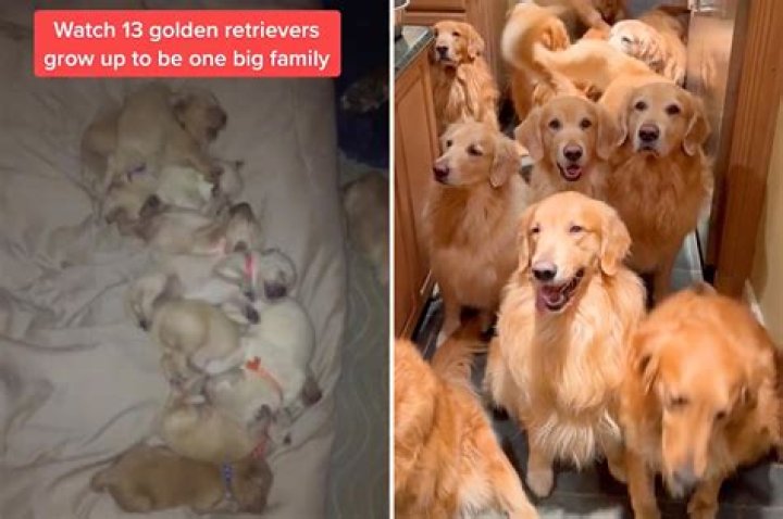 I have 13 golden retrievers — they eat 400 lbs of food a month