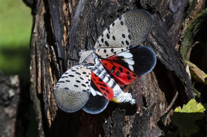 Invasive pest ready to swarm and eat its way across America