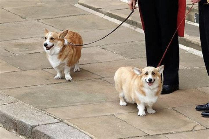 It's an 'honor' to take on Queen's corgis