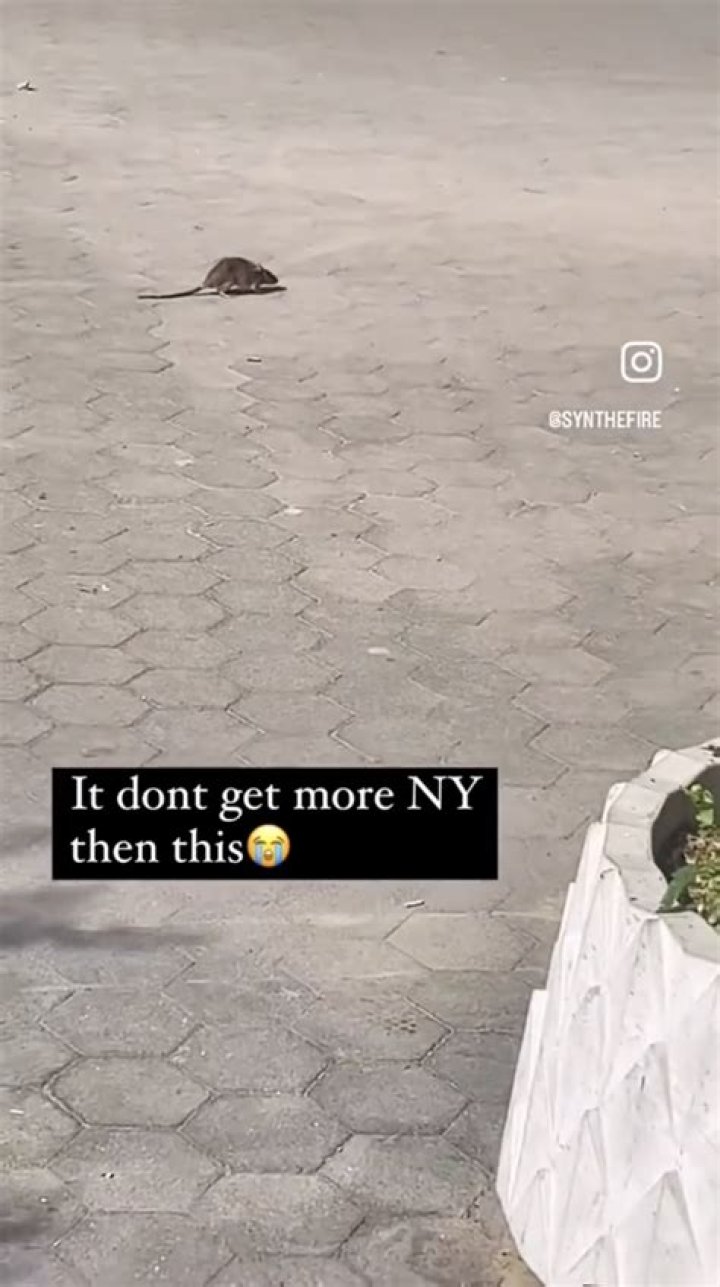 ‘It don’t get more NY than this’