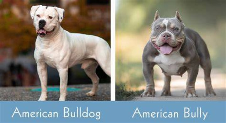 It’s bully versus nerd