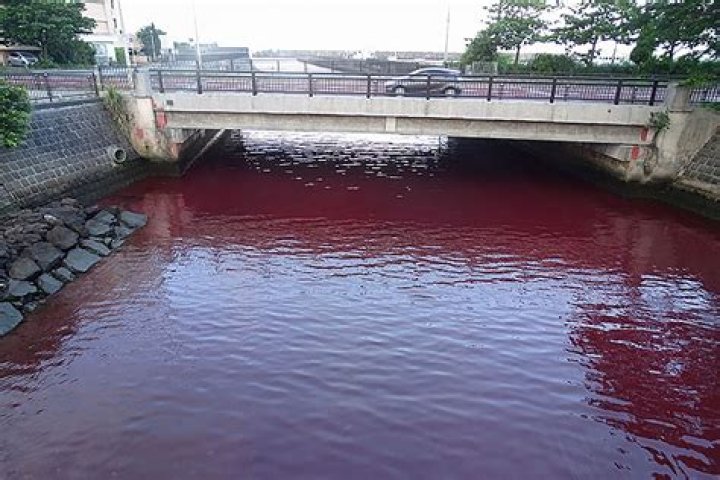Japanese sea turns 'venomous' shade of red, alarming residents