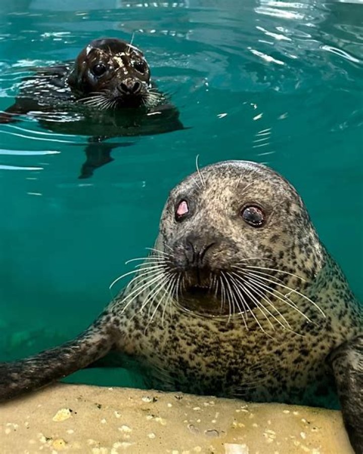 Jenkinson's Aquarium in NJ loses one-eyed Luseal the seal