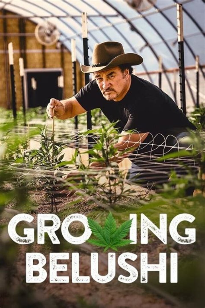Jim Belushi expands cannabis empire in 'Growing Belushi' Season 2