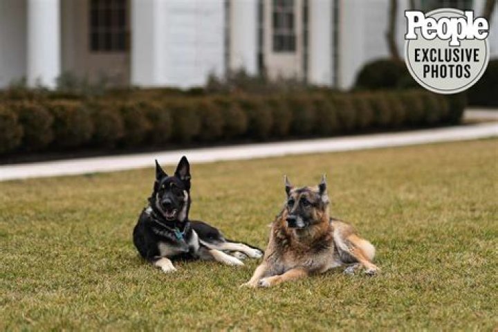 Joe Biden's dogs, Champ and Major, take social-media by storm