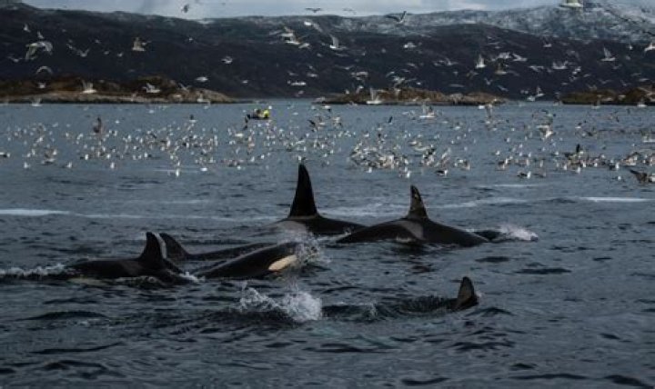 Killer whales attacking boats to avenge injured matriarch
