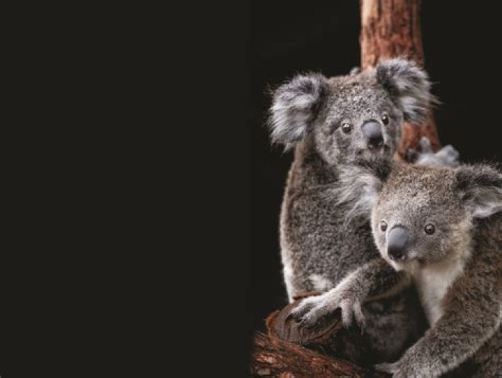 Koalas are now 'functionally extinct,' experts say