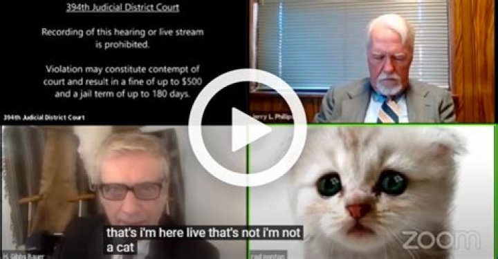 Lawyer who appeared in Zoom hearing as cat wants to cash in