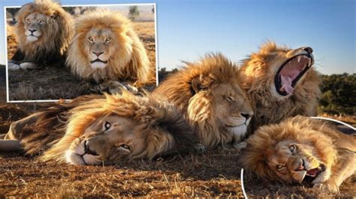 Majestic trio of lion brothers pose for the camera in stunning snaps
