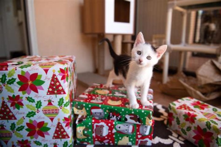 Majority of Americans want this type of gift for the holidays