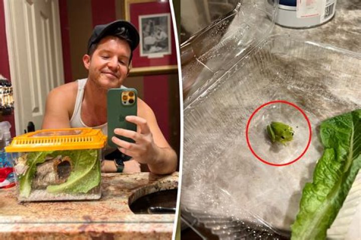 Man finds frog inside boxed lettuce, keeps it as a pet