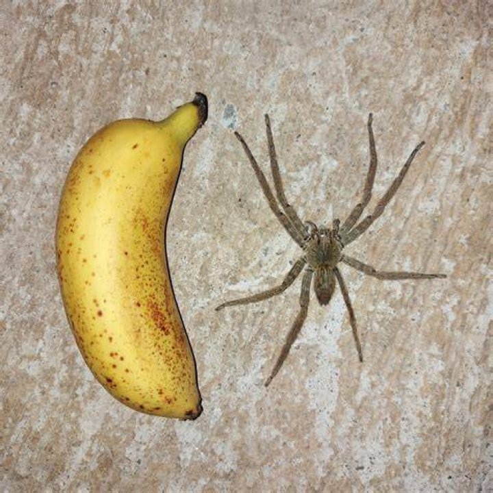 Man shocked by massive spider hiding in banana: 'Fright of my life'