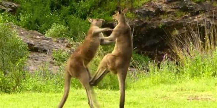 Martial artist punches 7-foot kangaroo drowning his dog