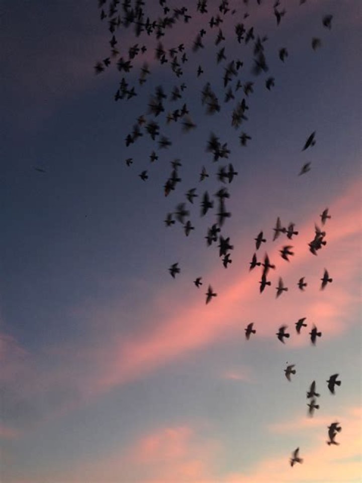 Massive blaze kills 500 trained pet pigeons