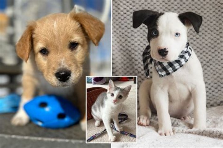 Meet the dogs & kittens you can adopt during Puppy Bowl 2024